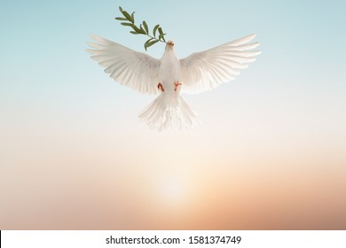 white dove or white pigeon carrying olive leaf branch on pastel background and clipping path and international day of peace 