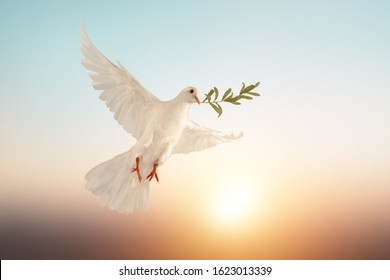 white dove or white pigeon carrying olive leaf branch on pastel background and clipping path and international day of peace	