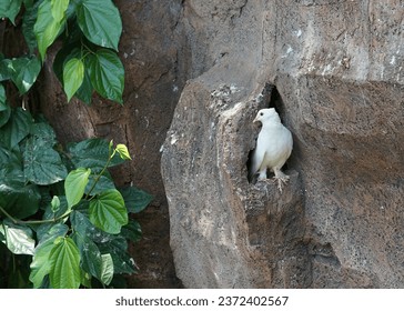 White dove (pigeon) standing in front of her nest in artificial rock at the bird park. - Powered by Shutterstock