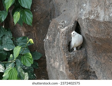 White dove (pigeon) standing in front of her nest in artificial rock at the bird park. - Powered by Shutterstock