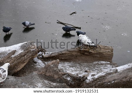 Similar – Image, Stock Photo romantic walk!!! Pigeon