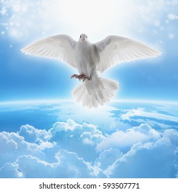 Holy Spirit Bird Flies Blue Sky Stock Photo 331251911 | Shutterstock
