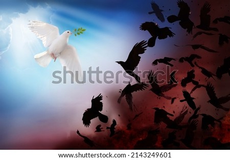 A white dove symbol of peace holding green leaf branch, flying in the sky. Ravens attacks  pigeon. Not war concept background.