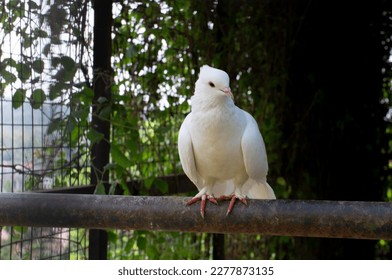 a white dove that lives in a zoo, is perched on a branch of wood - Shutterstock ID 2277873135