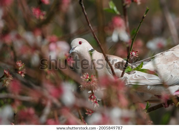 White doves (Eurasian collared dove) pigeons on\
an almond tree in blossom