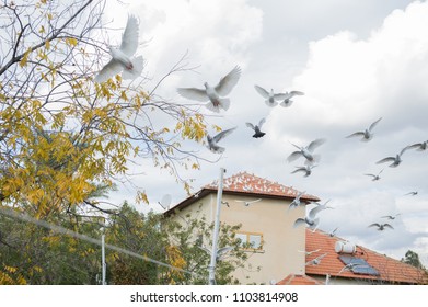 white doves fly