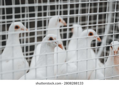 White doves huddle behind wire mesh fence. Eyes gaze forward, calm and curious. Feathers soft, clean, and slightly tousled. Stillness suggests quiet confinement or care. Ideal for peace, hope