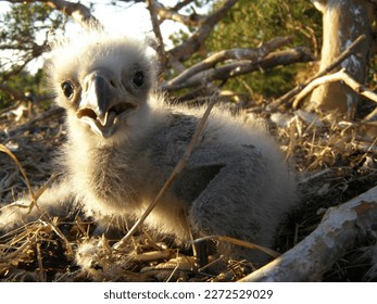 White downy nestlings of White-tailed sea eagle (Haliaeetus albicilla) in a nest on a pine tree 25 meters high. Islands of the central part of the Gulf of Finland. Baltic Sea. Backlight