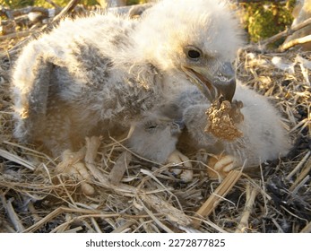 White downy nestlings of White-tailed sea eagle (Haliaeetus albicilla) in nest on pine tree. Week age chick learns by manipulating objects (play-based learning). Islands of the Gulf of Finland