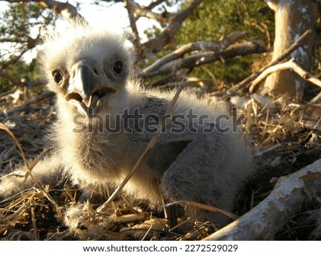 White downy nestlings of White-tailed sea eagle (Haliaeetus albicilla) in a nest on a pine tree 25 meters high. Islands of the central part of the Gulf of Finland. Baltic Sea. Backlight, sunset sun