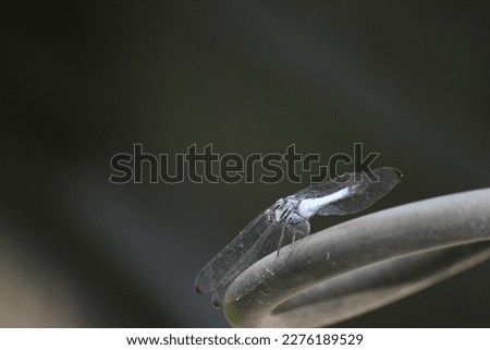 Similar – Image, Stock Photo Garden snail V Leaf