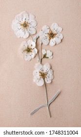 White Dried Flower Arrangement  With Copy Space