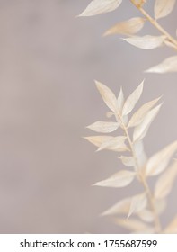 White Dried Flowers On Grey Background Close Up. Dry Flower.