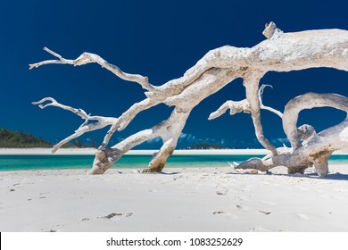 White driftwood tree on amazing Whitehaven Beach with white sand in the Whitsunday Islands, north Queensland, Australia - Powered by Shutterstock