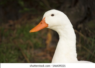 46,893 White headed duck Images, Stock Photos & Vectors | Shutterstock