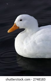 White duck
