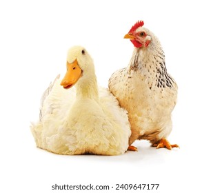 White duck and chicken isolated on a white background.