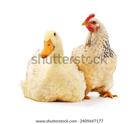 White duck and chicken isolated on a white background.