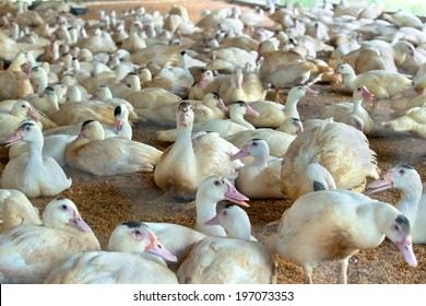 White Duck Farm