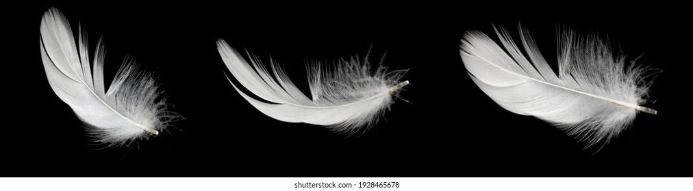 white duck feathers isolated on black background - Shutterstock ID 1928465678