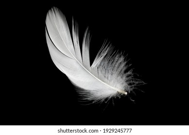 white duck feathers isolated on black background - Shutterstock ID 1929245777