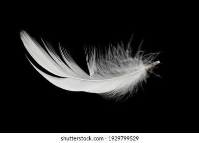 White Duck Feathers Isolated On Black Stock Photo 1929799529 | Shutterstock