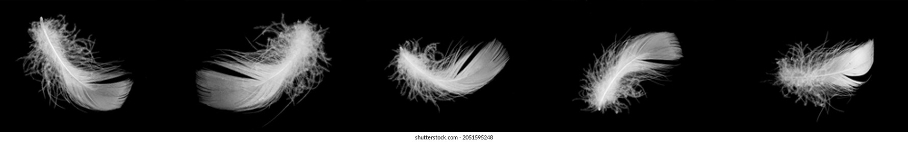 white duck feathers isolated on black background - Shutterstock ID 2051595248