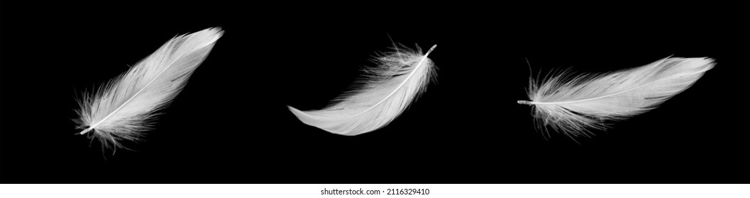 white duck feathers isolated on black background - Shutterstock ID 2116329410