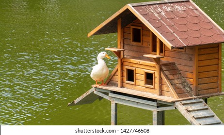 Duck Front Images Stock Photos Vectors Shutterstock