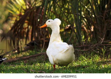 white duck hat