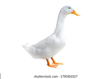 White Duck Isolate On White Background.  ( Pekin ).