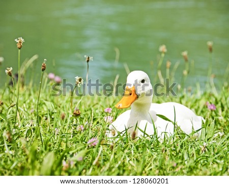 white duck at a meadow