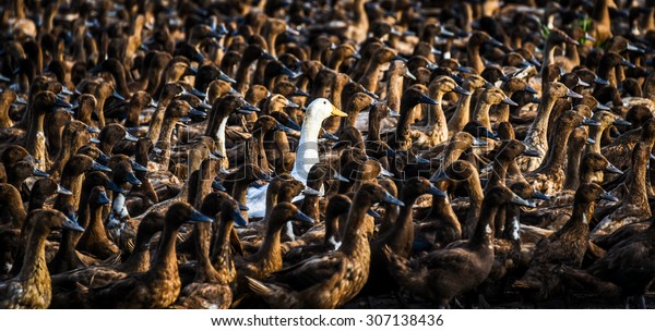 White Duck Odd One Out Concept Stock Photo (Edit Now) 307138436