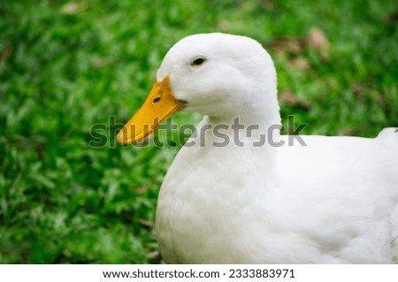 White duck on a green lawn