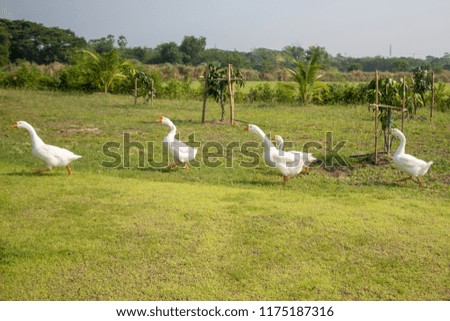 White duck orange mouth in Farm.Thailand