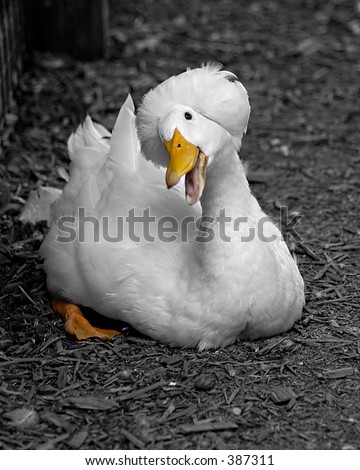 Similar – Image, Stock Photo Slate head and appes leg