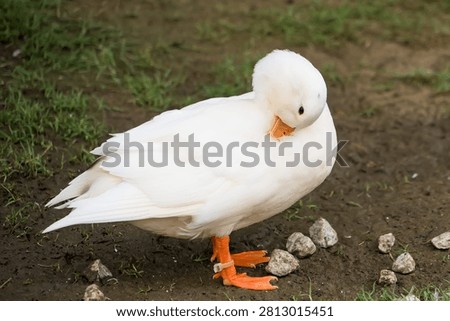 White Duck Preening: A pristine white duck with vibrant orange feet preens its feathers on the earthy ground, a picture of serene self-care amidst a simple outdoor setting.