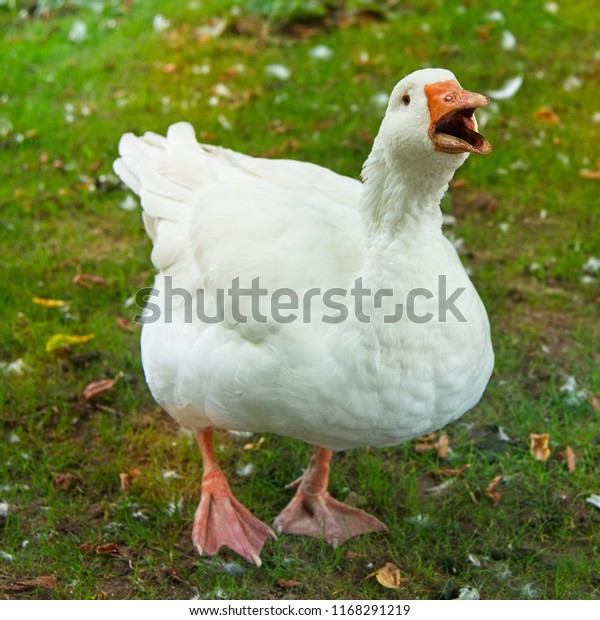 White Duck Quacking Stock Photo 1168291219 | Shutterstock