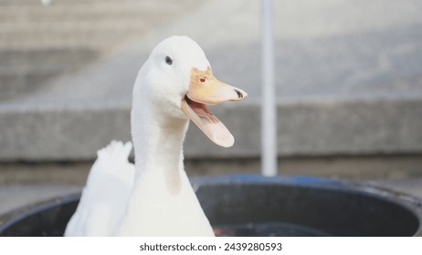 White duck quacking with a happy expression