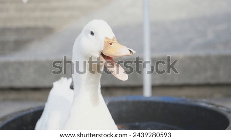 White duck quacking with a happy expression