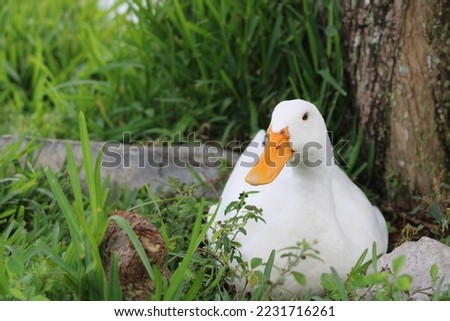 White Duck resting in the grass