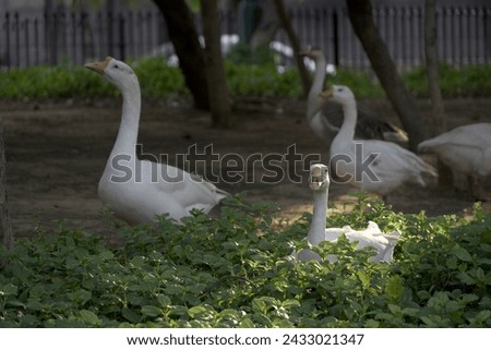 White duck resting in grass at evening