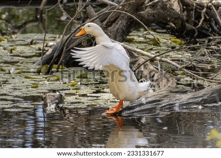 A White Duck standing on a log flapping its wings