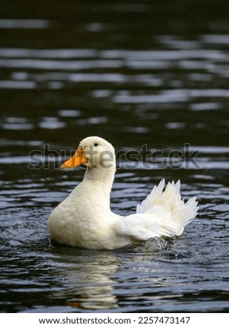 A white duck swimming on the water. A duck on one of the Keston Ponds in Keston, Kent, UK.