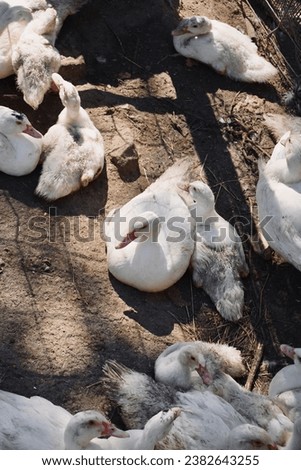 White ducks lying on the ground resting.