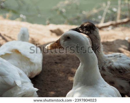 White ducks on the farm