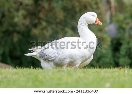 White ducks in the park 