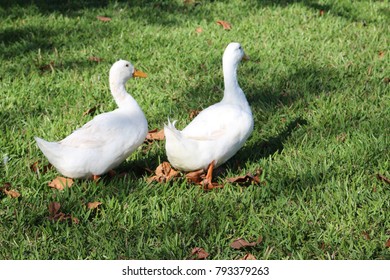 White ducks posing in the green grass