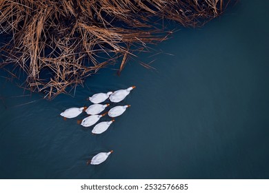 White ducks swim gracefully beside a patch of dry reeds, creating a contrast against the calm, deep blue water. - Powered by Shutterstock