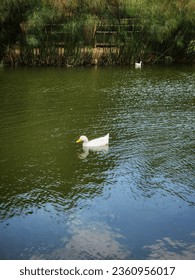 the white ducks are swimming in a pond, Bogor Indonesia - Shutterstock ID 2360956017
